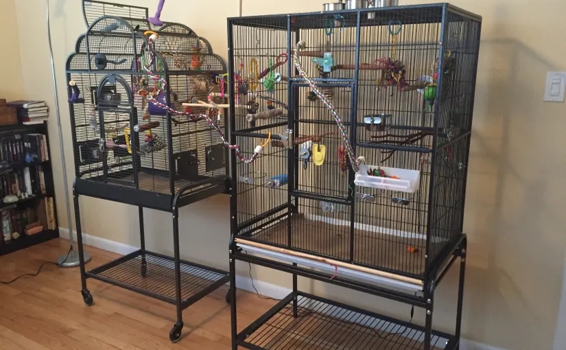 what room should a bird cage be in (3)