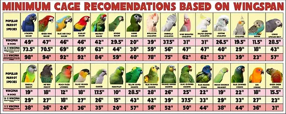 which cage is best for birdsdo birds prefer tall or wide cages (1)