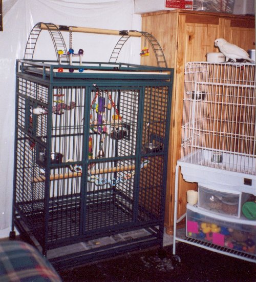 which cage is best for birdsdo birds prefer tall or wide cages (2)